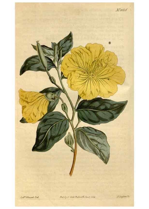 Reproducción/Reproduction 35146709076: Curtis's botanical magazine.. London ; New York [etc.] :Academic Press [etc.]