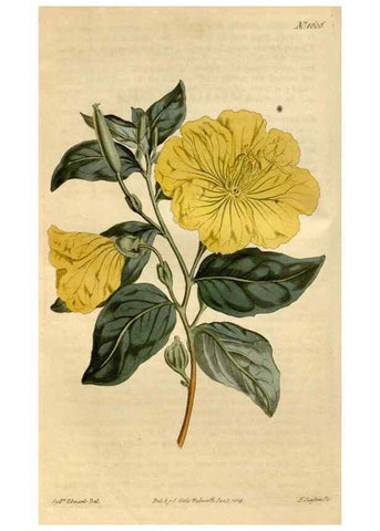 Reproducción/Reproduction 35146709076: Curtis's botanical magazine.. London ; New York [etc.] :Academic Press [etc.]