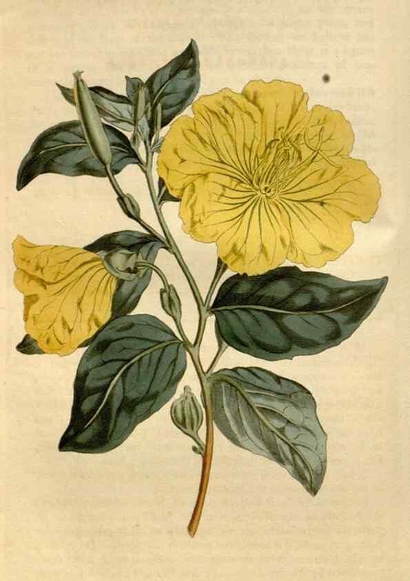 Reproducción/Reproduction 35146709076: Curtis's botanical magazine.. London ; New York [etc.] :Academic Press [etc.]