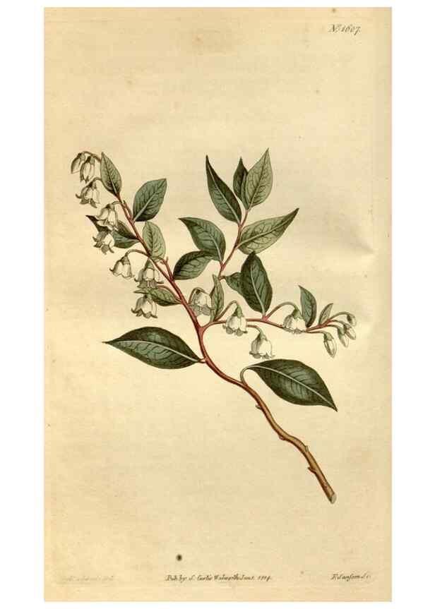 Reproducción/Reproduction 35146710506: Curtis's botanical magazine.. London ; New York [etc.] :Academic Press [etc.]