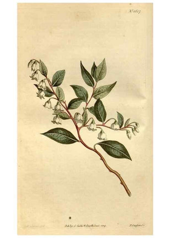Reproducción/Reproduction 35146710506: Curtis's botanical magazine.. London ; New York [etc.] :Academic Press [etc.]