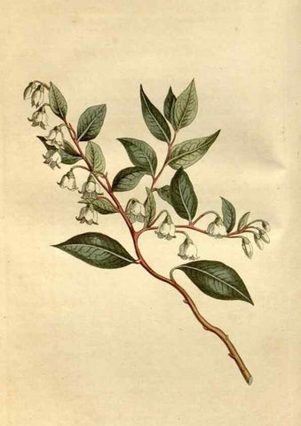 Reproducción/Reproduction 35146710506: Curtis's botanical magazine.. London ; New York [etc.] :Academic Press [etc.]