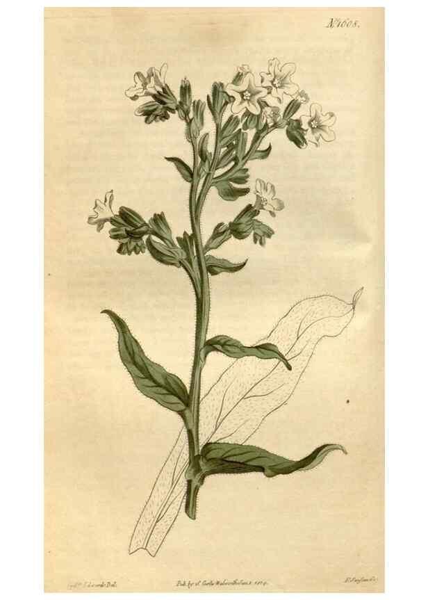Reproducción/Reproduction 35146712006: Curtis's botanical magazine.. London ; New York [etc.] :Academic Press [etc.]