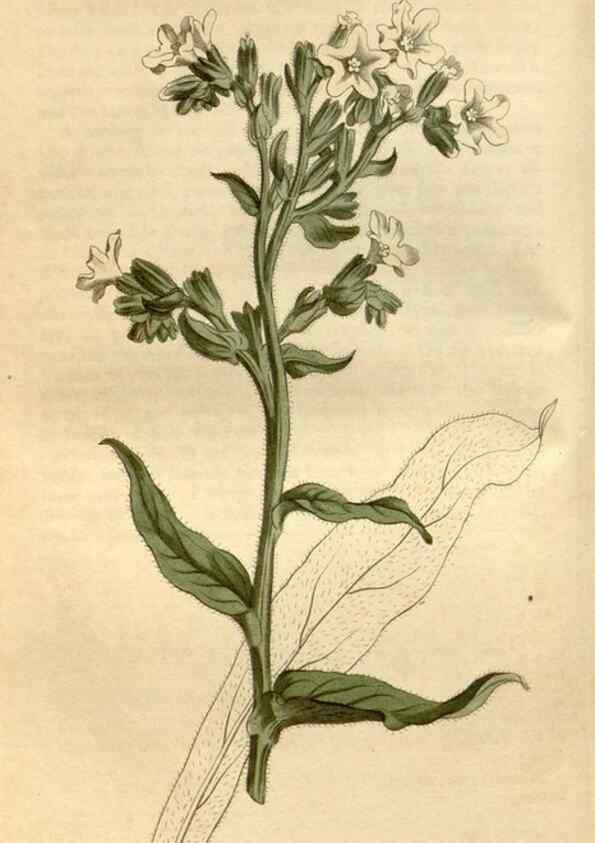 Reproducción/Reproduction 35146712006: Curtis's botanical magazine.. London ; New York [etc.] :Academic Press [etc.]