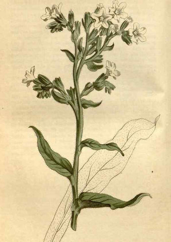 Reproducción/Reproduction 35146712006: Curtis's botanical magazine.. London ; New York [etc.] :Academic Press [etc.]