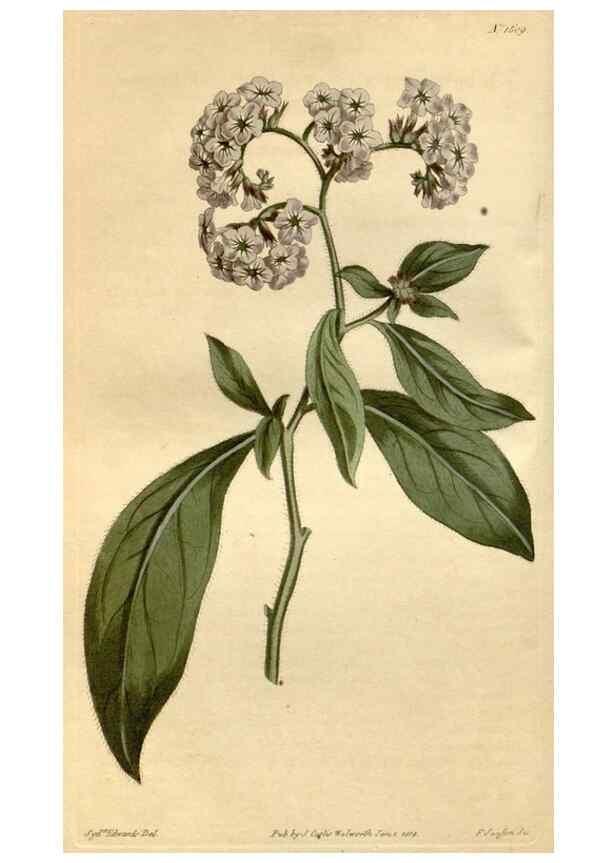 Reproducción/Reproduction 35146713486: Curtis's botanical magazine.. London ; New York [etc.] :Academic Press [etc.]