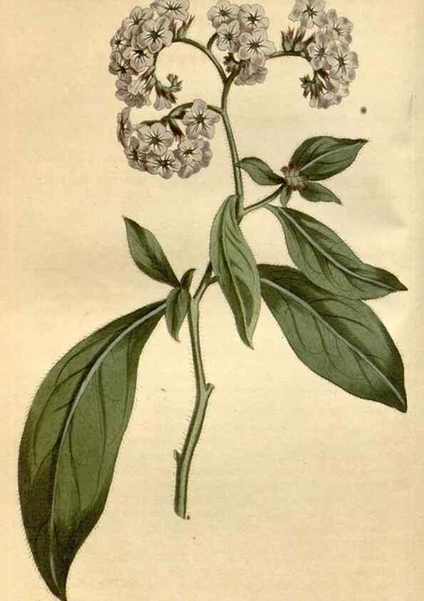 Reproducción/Reproduction 35146713486: Curtis's botanical magazine.. London ; New York [etc.] :Academic Press [etc.]