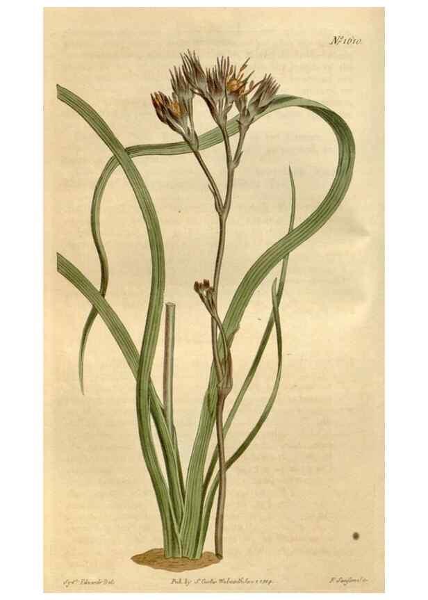 Reproducción/Reproduction 35146715006: Curtis's botanical magazine.. London ; New York [etc.] :Academic Press [etc.]