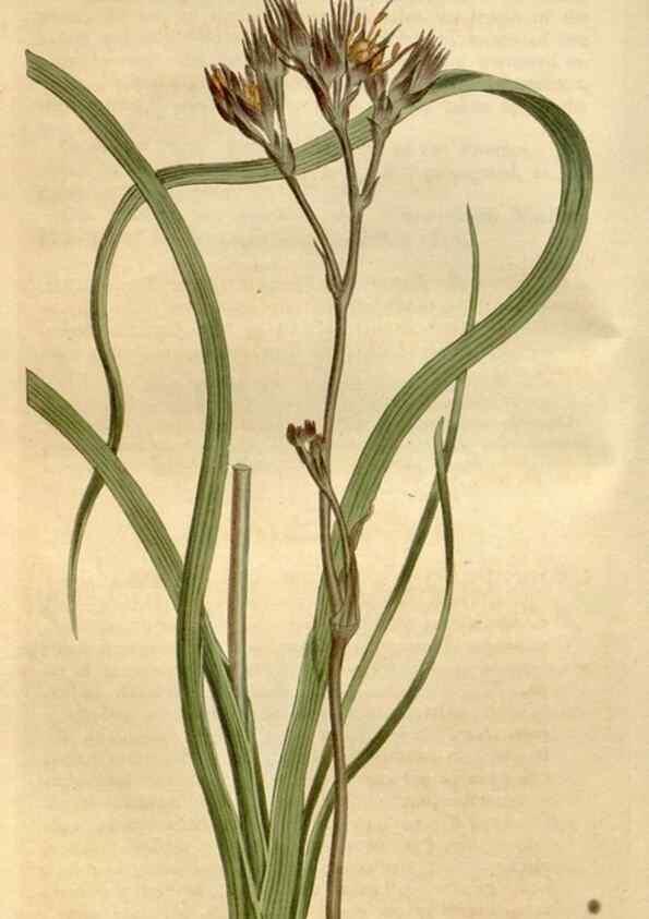 Reproducción/Reproduction 35146715006: Curtis's botanical magazine.. London ; New York [etc.] :Academic Press [etc.]