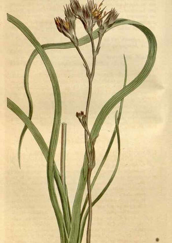 Reproducción/Reproduction 35146715006: Curtis's botanical magazine.. London ; New York [etc.] :Academic Press [etc.]