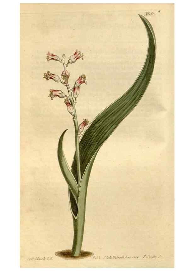 Reproducción/Reproduction 35056332811: Curtis's botanical magazine.. London ; New York [etc.] :Academic Press [etc.]