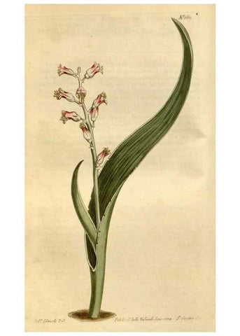 Reproducción/Reproduction 35056332811: Curtis's botanical magazine.. London ; New York [etc.] :Academic Press [etc.]