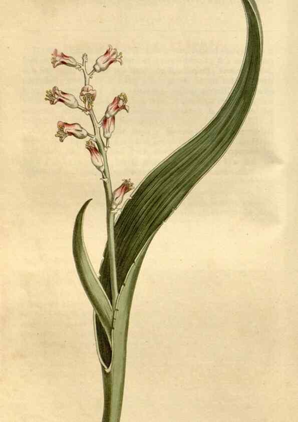Reproducción/Reproduction 35056332811: Curtis's botanical magazine.. London ; New York [etc.] :Academic Press [etc.]