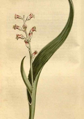 Reproducción/Reproduction 35056332811: Curtis's botanical magazine.. London ; New York [etc.] :Academic Press [etc.]