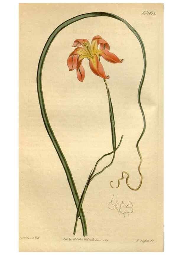 Reproducción/Reproduction 34377377253: Curtis's botanical magazine.. London ; New York [etc.] :Academic Press [etc.]