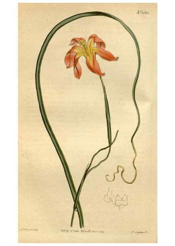 Reproducción/Reproduction 34377377253: Curtis's botanical magazine.. London ; New York [etc.] :Academic Press [etc.]