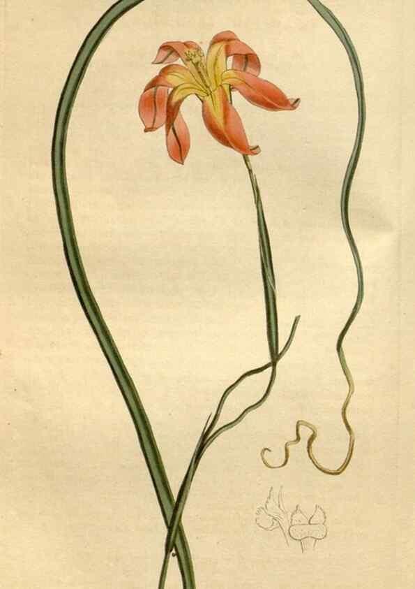 Reproducción/Reproduction 34377377253: Curtis's botanical magazine.. London ; New York [etc.] :Academic Press [etc.]