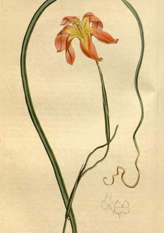 Reproducción/Reproduction 34377377253: Curtis's botanical magazine.. London ; New York [etc.] :Academic Press [etc.]