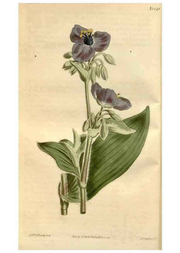 Reproducción/Reproduction 35146699286: Curtis's botanical magazine.. London ; New York [etc.] :Academic Press [etc.]