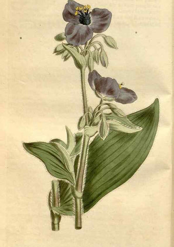 Reproducción/Reproduction 35146699286: Curtis's botanical magazine.. London ; New York [etc.] :Academic Press [etc.]