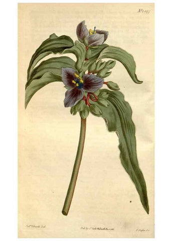 Reproducción/Reproduction 35146698396: Curtis's botanical magazine.. London ; New York [etc.] :Academic Press [etc.]