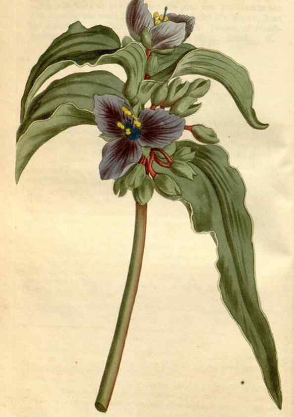 Reproducción/Reproduction 35146698396: Curtis's botanical magazine.. London ; New York [etc.] :Academic Press [etc.]