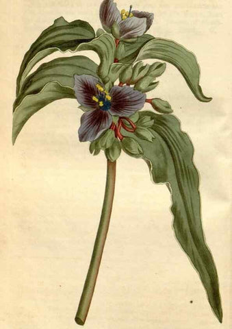Reproducción/Reproduction 35146698396: Curtis's botanical magazine.. London ; New York [etc.] :Academic Press [etc.]