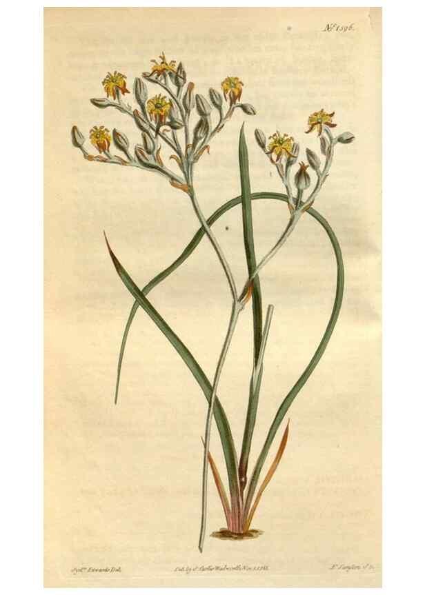 Reproducción/Reproduction 35146696406: Curtis's botanical magazine.. London ; New York [etc.] :Academic Press [etc.]