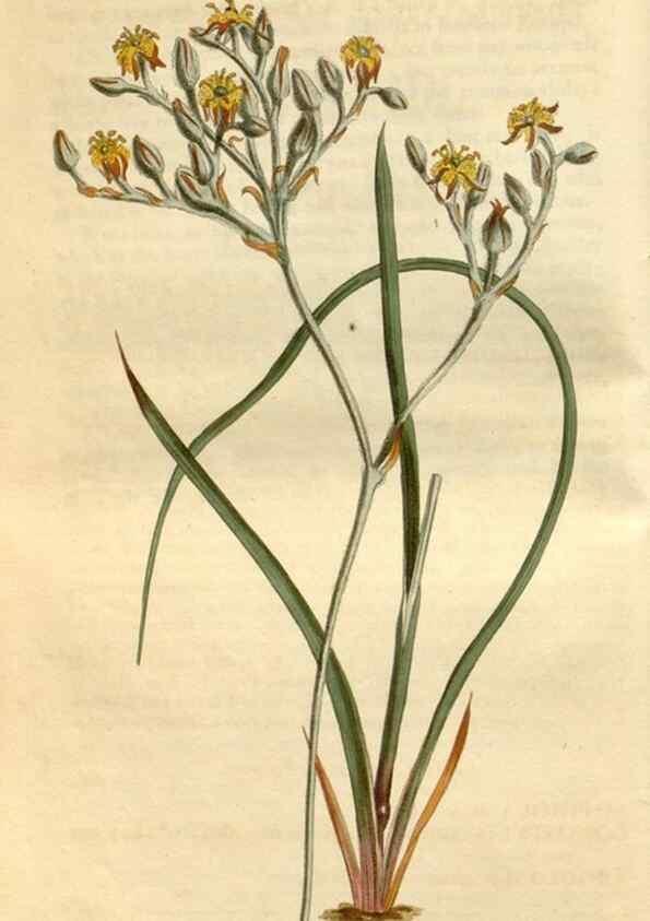 Reproducción/Reproduction 35146696406: Curtis's botanical magazine.. London ; New York [etc.] :Academic Press [etc.]