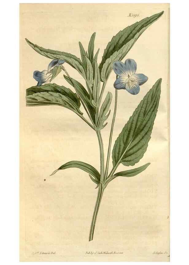 Reproducción/Reproduction 35056306691: Curtis's botanical magazine.. London ; New York [etc.] :Academic Press [etc.]