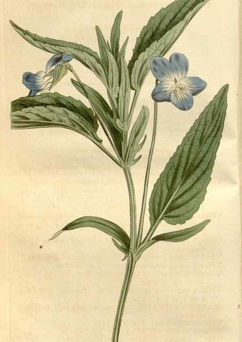 Reproducción/Reproduction 35056306691: Curtis's botanical magazine.. London ; New York [etc.] :Academic Press [etc.]