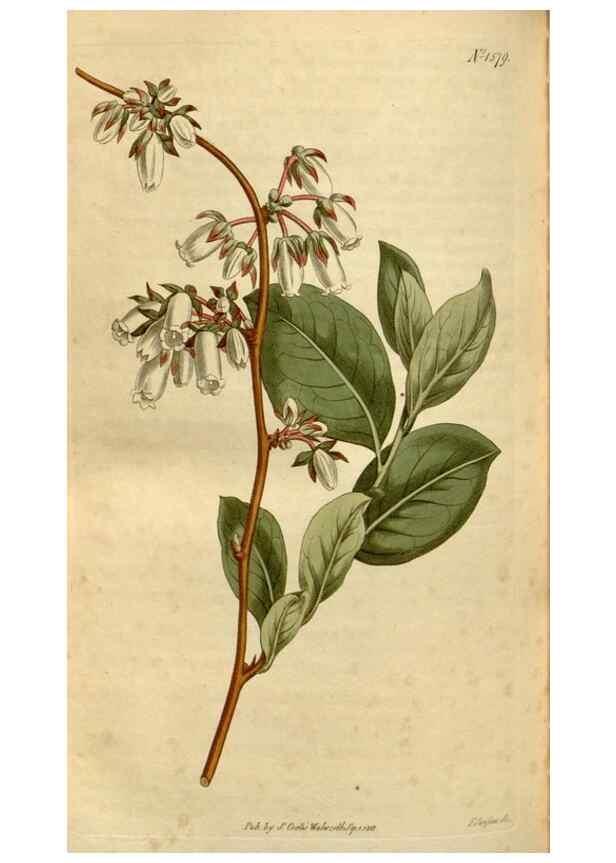Reproducción/Reproduction 35186875945: Curtis's botanical magazine.. London ; New York [etc.] :Academic Press [etc.]