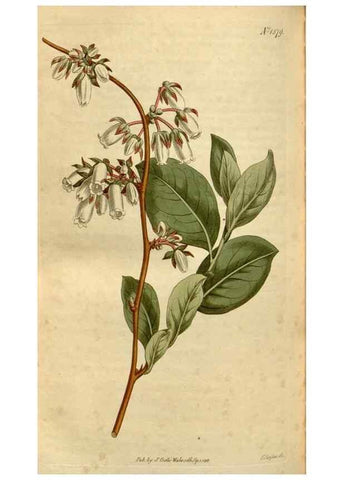 Reproducción/Reproduction 35186875945: Curtis's botanical magazine.. London ; New York [etc.] :Academic Press [etc.]