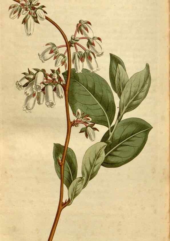 Reproducción/Reproduction 35186875945: Curtis's botanical magazine.. London ; New York [etc.] :Academic Press [etc.]