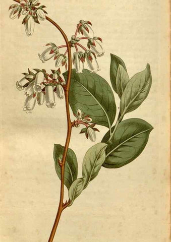 Reproducción/Reproduction 35186875945: Curtis's botanical magazine.. London ; New York [etc.] :Academic Press [etc.]