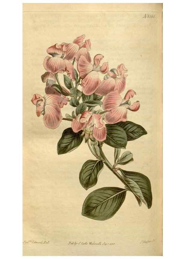 Reproducción/Reproduction 35186877345: Curtis's botanical magazine.. London ; New York [etc.] :Academic Press [etc.]