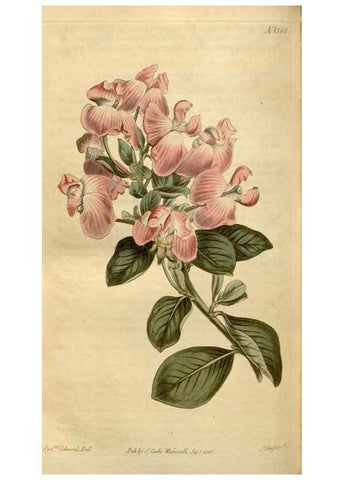 Reproducción/Reproduction 35186877345: Curtis's botanical magazine.. London ; New York [etc.] :Academic Press [etc.]