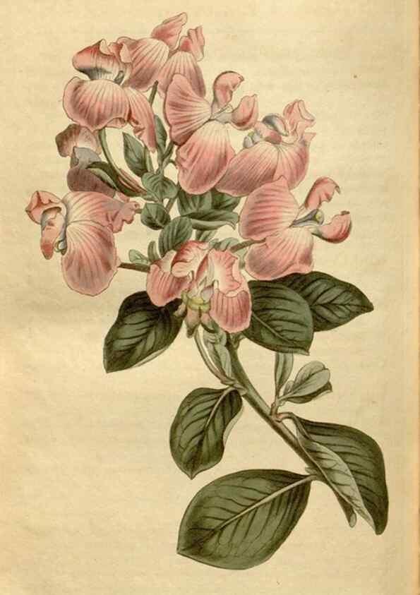 Reproducción/Reproduction 35186877345: Curtis's botanical magazine.. London ; New York [etc.] :Academic Press [etc.]