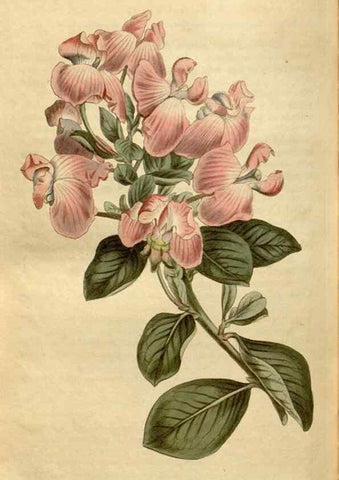 Reproducción/Reproduction 35186877345: Curtis's botanical magazine.. London ; New York [etc.] :Academic Press [etc.]