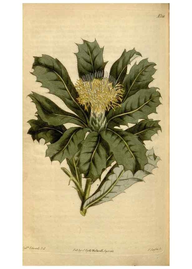 Reproducción/Reproduction 35056222741: Curtis's botanical magazine.. London ; New York [etc.] :Academic Press [etc.]