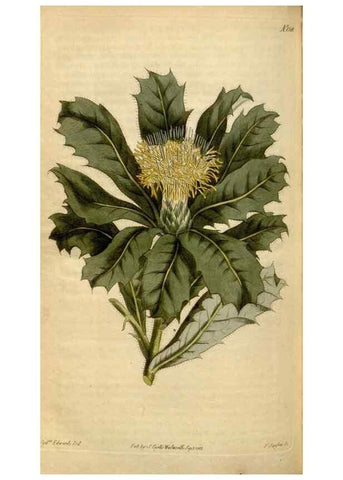 Reproducción/Reproduction 35056222741: Curtis's botanical magazine.. London ; New York [etc.] :Academic Press [etc.]