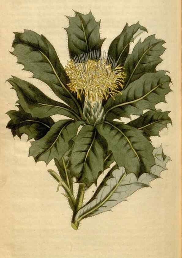 Reproducción/Reproduction 35056222741: Curtis's botanical magazine.. London ; New York [etc.] :Academic Press [etc.]
