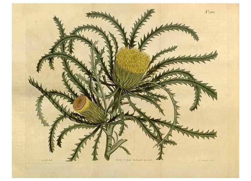 Reproducción/Reproduction 35056224051: Curtis's botanical magazine.. London ; New York [etc.] :Academic Press [etc.]