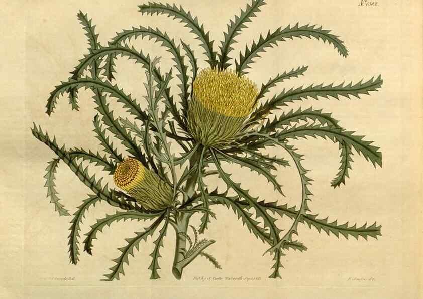Reproducción/Reproduction 35056224051: Curtis's botanical magazine.. London ; New York [etc.] :Academic Press [etc.]