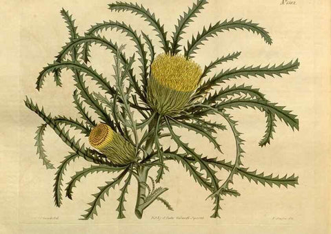 Reproducción/Reproduction 35056224051: Curtis's botanical magazine.. London ; New York [etc.] :Academic Press [etc.]