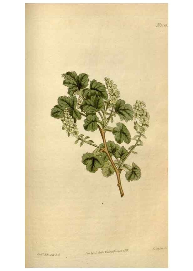 Reproducción/Reproduction 35056225521: Curtis's botanical magazine.. London ; New York [etc.] :Academic Press [etc.]