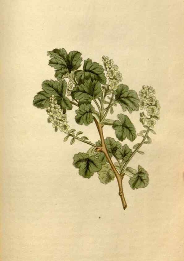 Reproducción/Reproduction 35056225521: Curtis's botanical magazine.. London ; New York [etc.] :Academic Press [etc.]