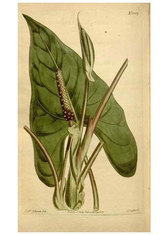 Reproducción/Reproduction 35186885645: Curtis's botanical magazine.. London ; New York [etc.] :Academic Press [etc.]