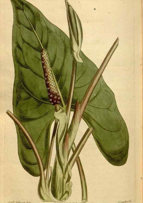 Reproducción/Reproduction 35186885645: Curtis's botanical magazine.. London ; New York [etc.] :Academic Press [etc.]
