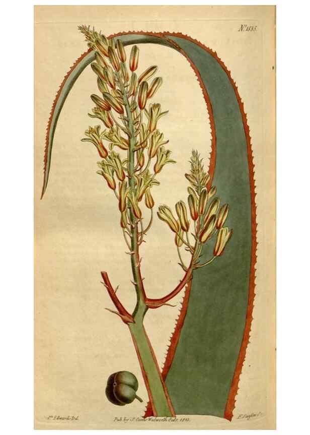 Reproducción/Reproduction 35021708992: Curtis's botanical magazine.. London ; New York [etc.] :Academic Press [etc.]